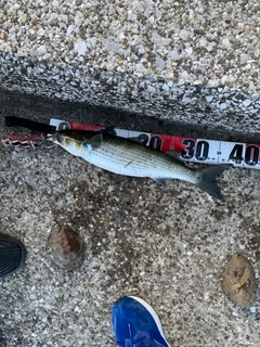 ボラの釣果