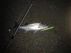セイゴ（マルスズキ）の釣果