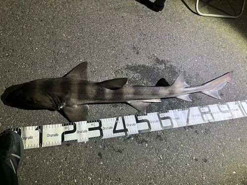 ドチザメの釣果