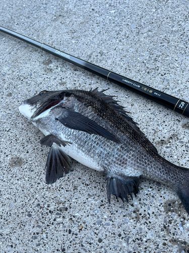クロダイの釣果