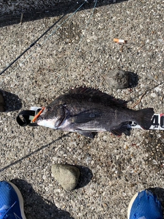 クロダイの釣果