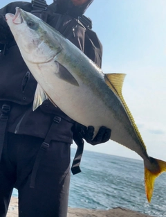ブリの釣果