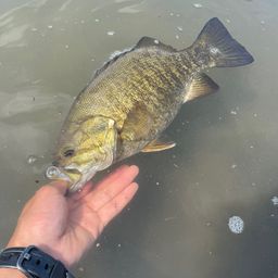 スモールマウスバス