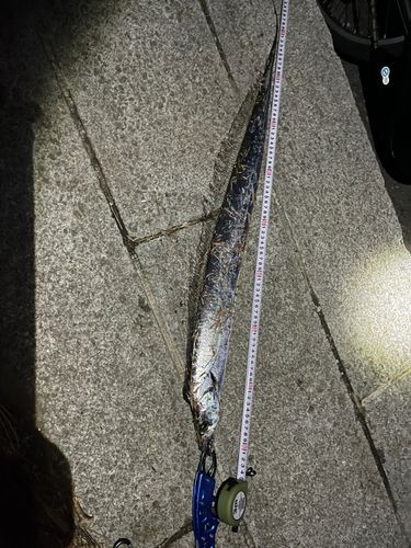 タチウオの釣果