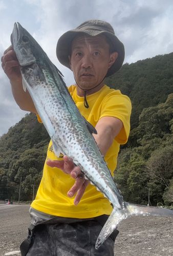 サワラの釣果