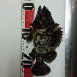 カジカ