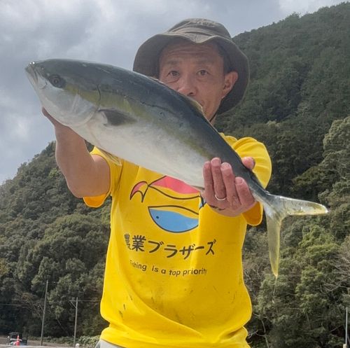 メジロの釣果