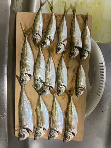 マアジの釣果