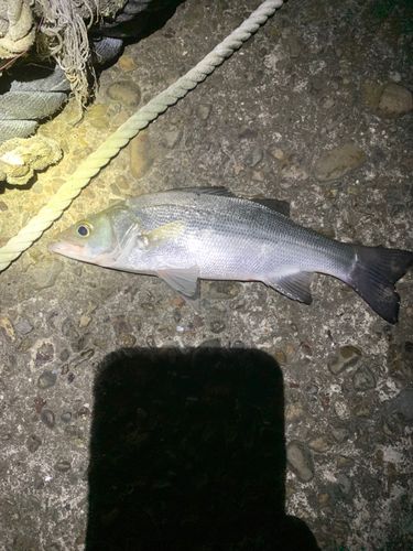 セイゴ（ヒラスズキ）の釣果