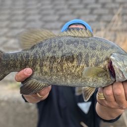 スモールマウスバス