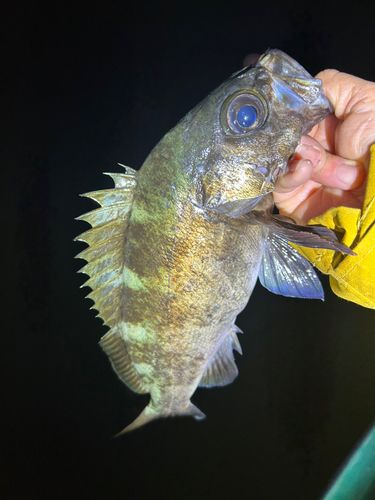 メバルの釣果