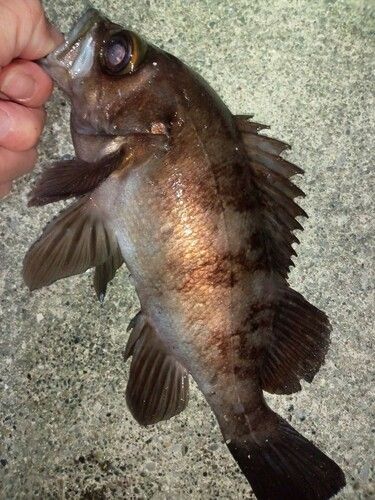 メバルの釣果