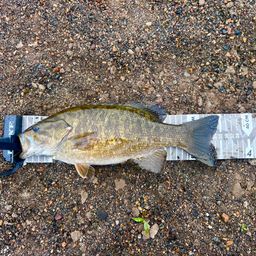 スモールマウスバス