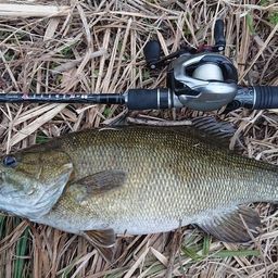 スモールマウスバス