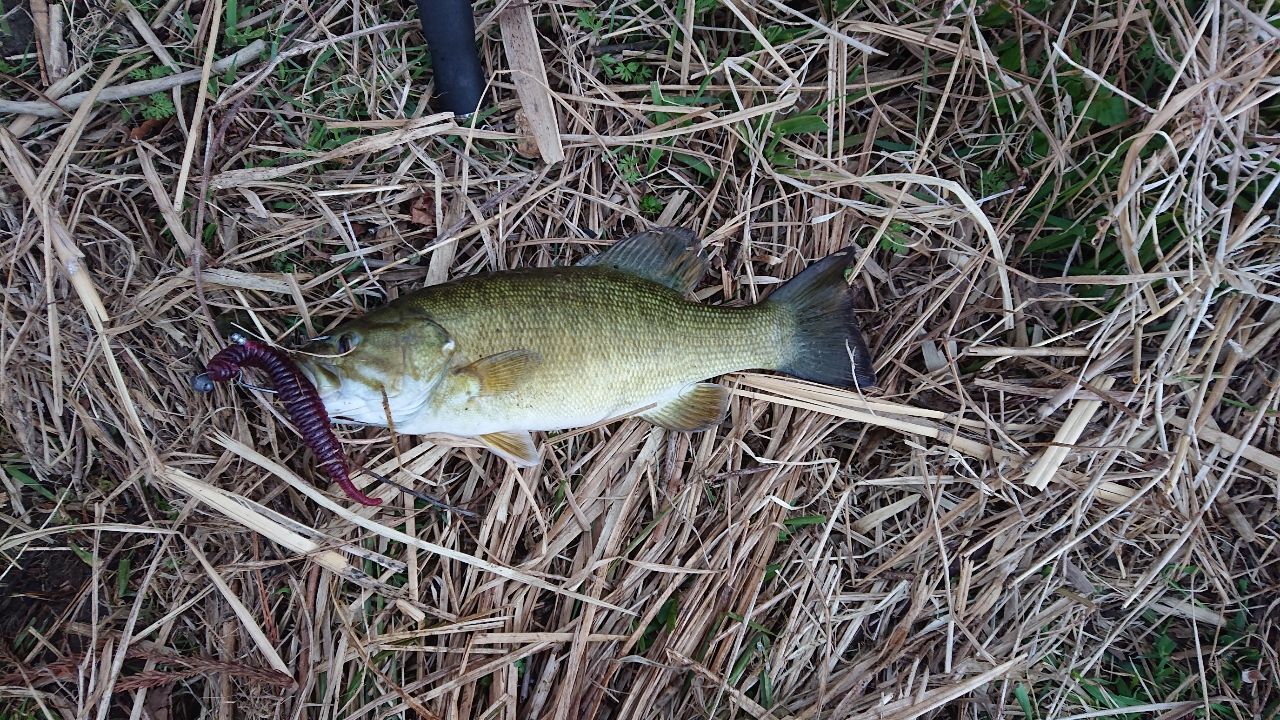 スモールマウスバス