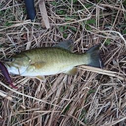 スモールマウスバス