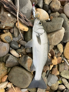 ヒラスズキの釣果