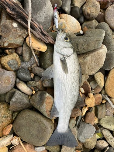 ヒラスズキの釣果