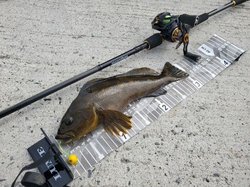 アイナメの釣果