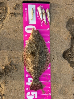 ヒラメの釣果