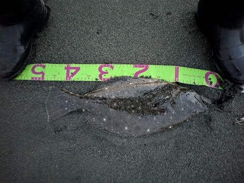 ヒラメの釣果