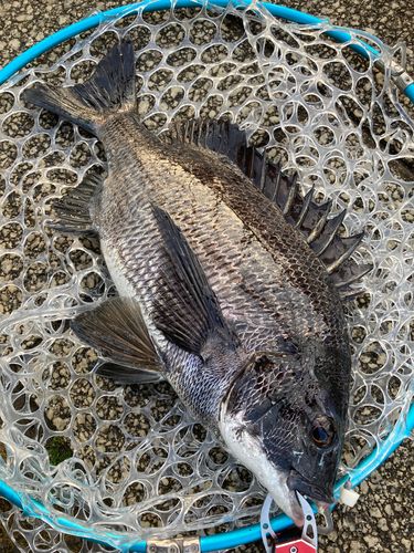 チヌの釣果