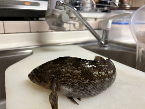 アイナメの釣果