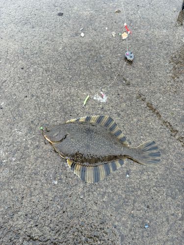 カワガレイ