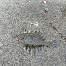 カワガレイ