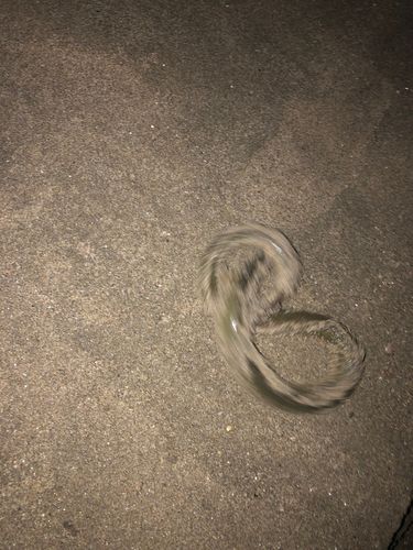 セイゴ（タイリクスズキ）の釣果