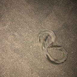 セイゴ（タイリクスズキ）