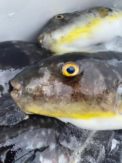 マフグの釣果