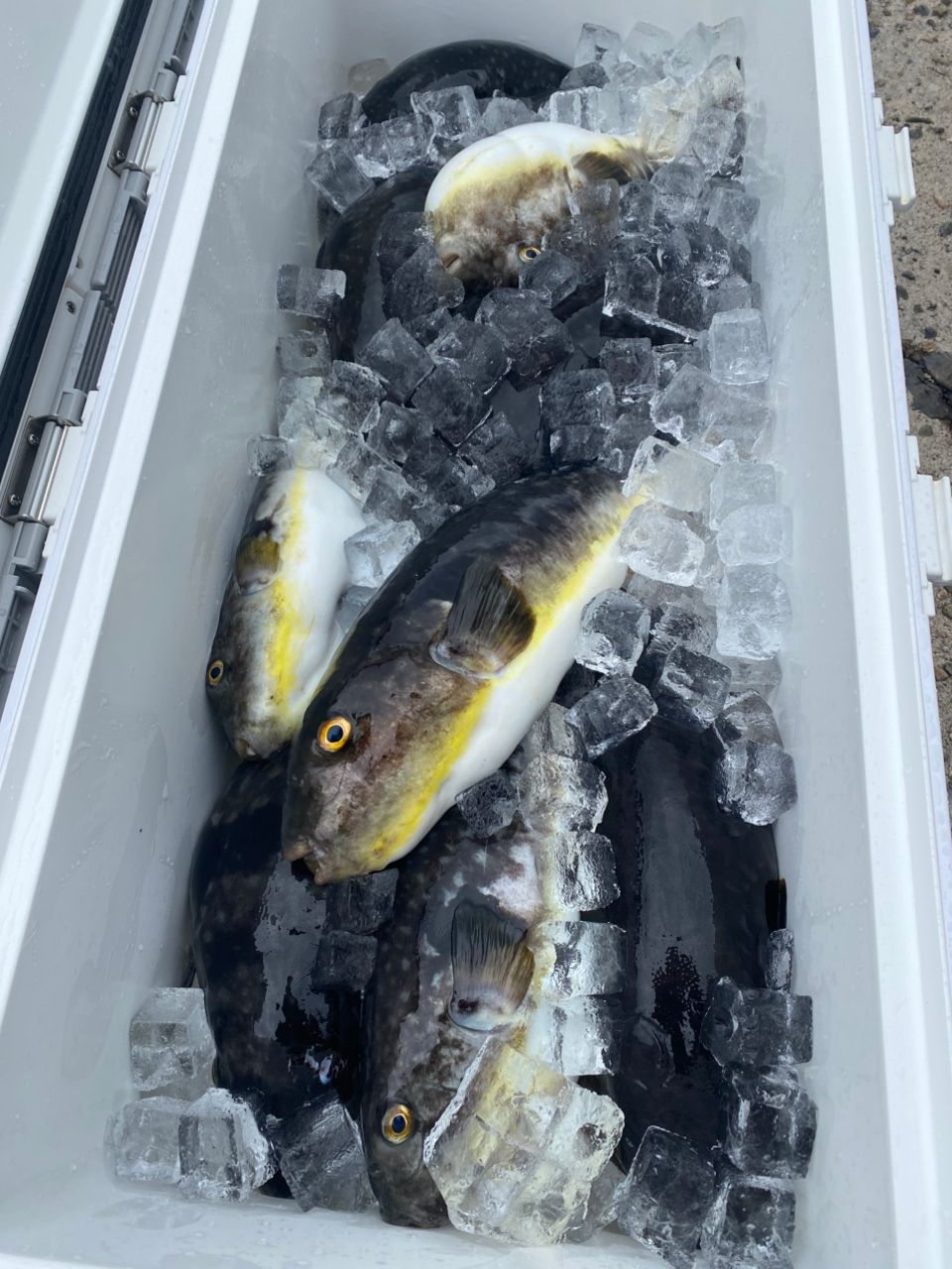 釣るとは言ってないさんの釣果 2枚目の画像