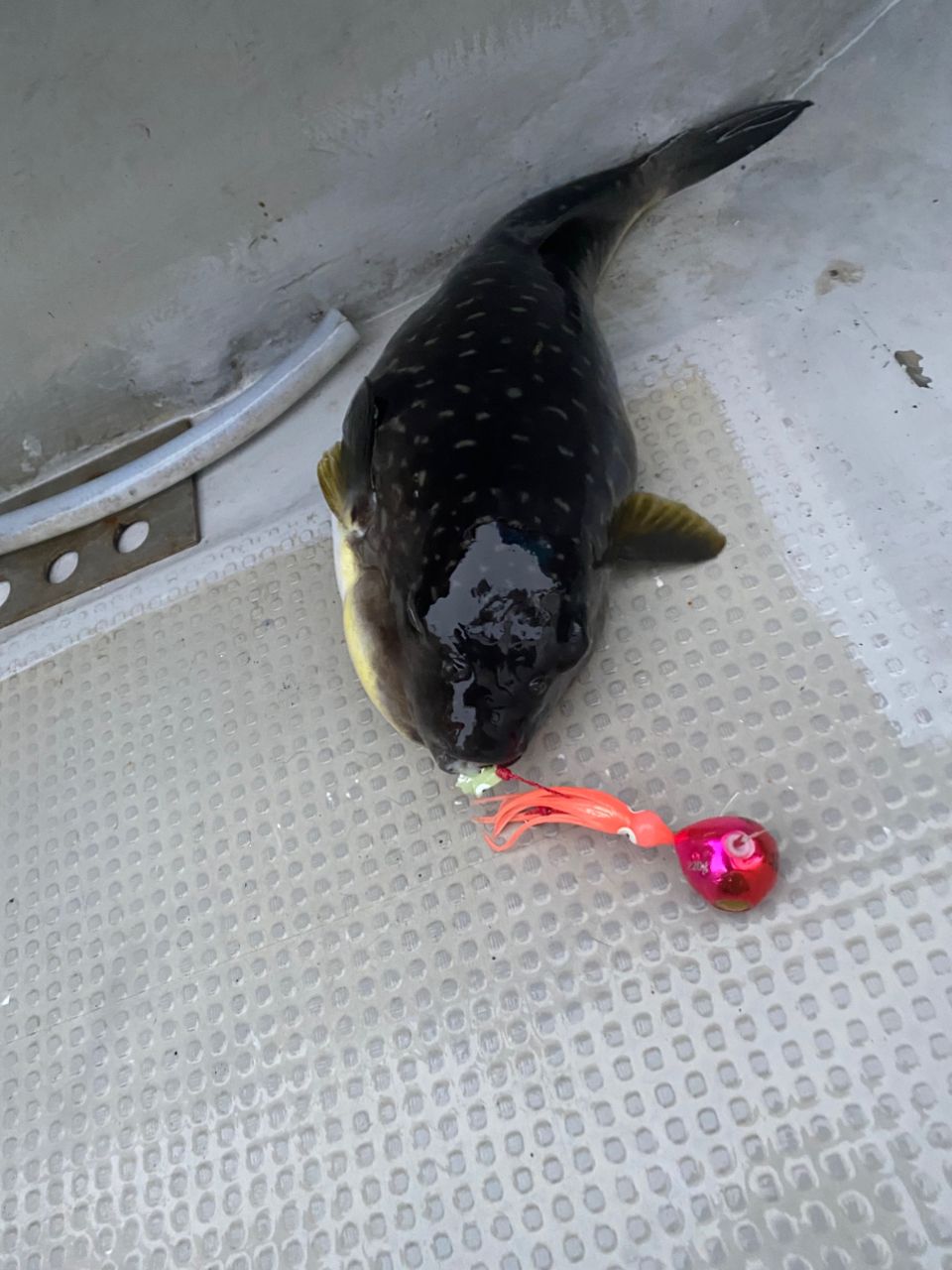 釣るとは言ってないさんの釣果 3枚目の画像
