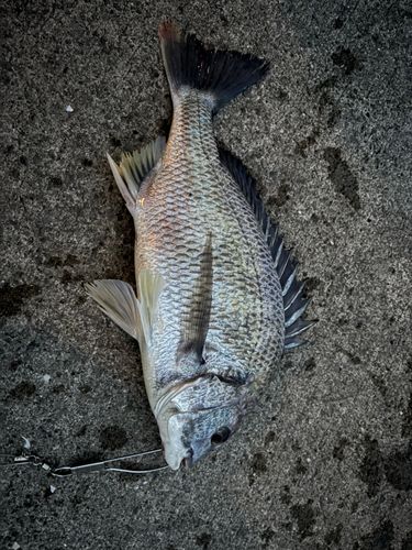 キビレの釣果