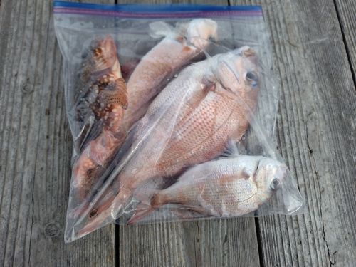 マダイの釣果