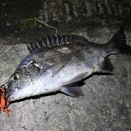 クロダイ