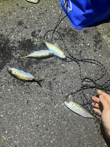 アジの釣果