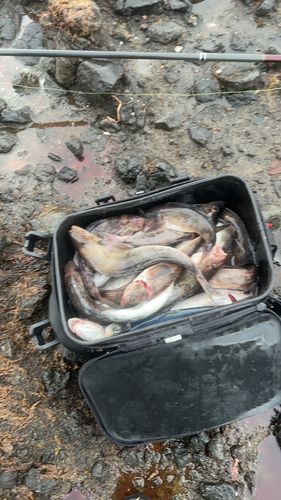 ホッケの釣果