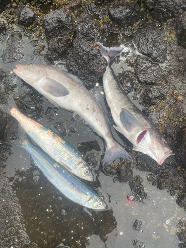 ニシンの釣果