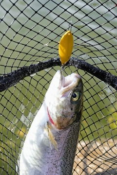 ニジマスの釣果