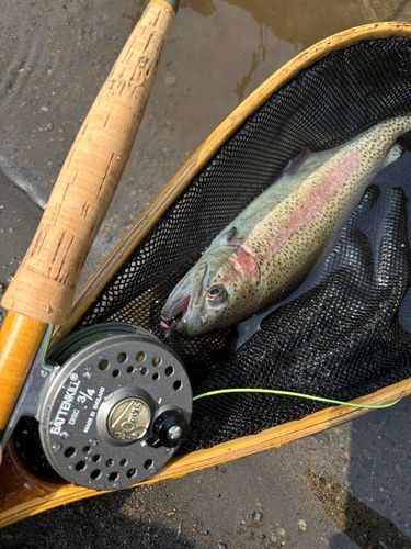 ニジマスの釣果