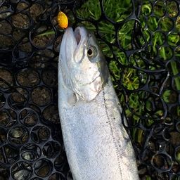 レインボートラウト