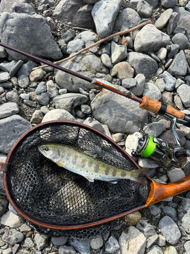 アマゴの釣果