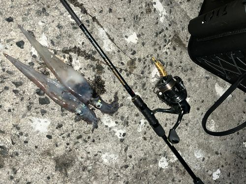ヤリイカの釣果