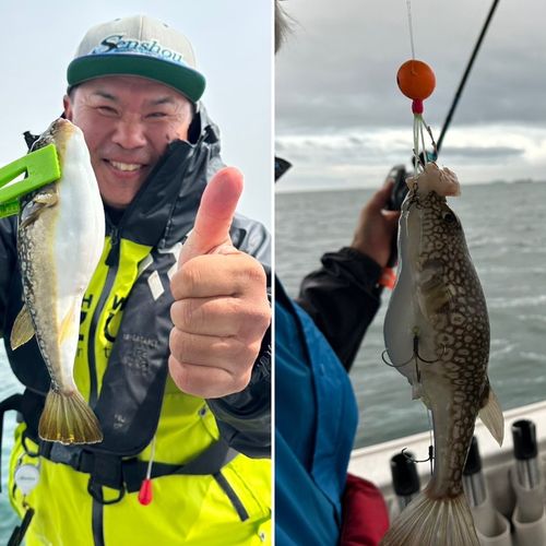 ショウサイフグの釣果