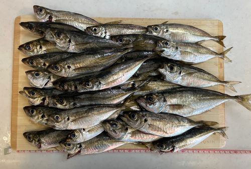 アジの釣果