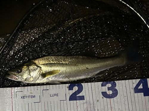 フッコ（タイリクスズキ）