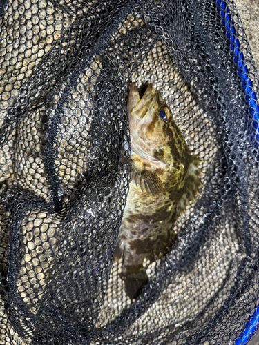 タケノコメバルの釣果
