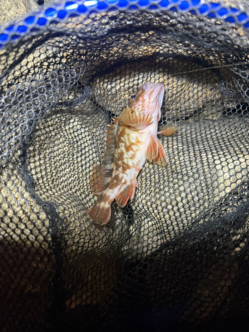 タケノコメバル